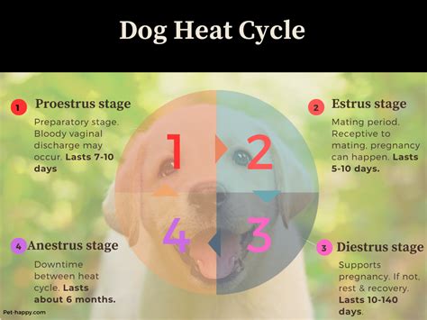 Pet Owner’s Guide to Heat Cycle and Blood Colors